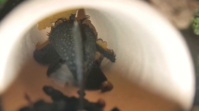 Первая кладка после переселения смотреть онлайн