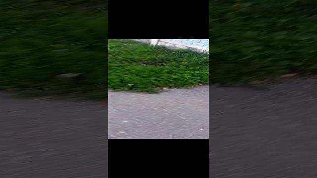 я настоящий блогер популярный