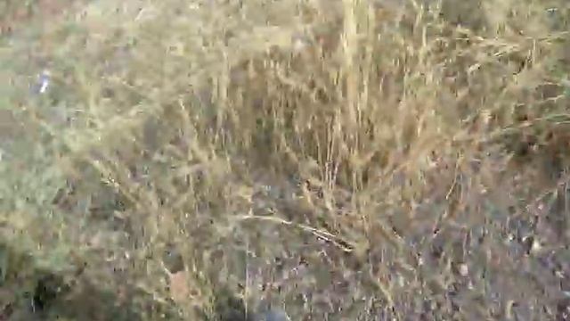 Развалины в городе Жанатас смотреть онлайн