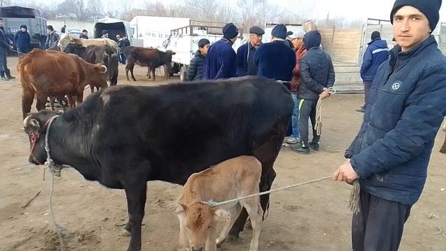 молбозори ёвон