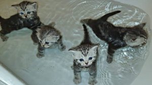 КАК ТОПЯТ КОТЯТ???⬛