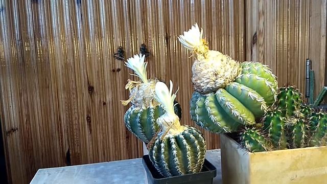 Цветение Дискокактусов.