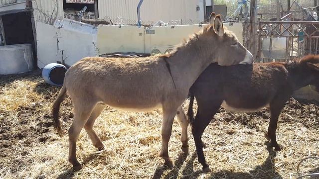 planned donkey breeding // Horses, Donkeys & Katrin Super Life смотреть онлайн
