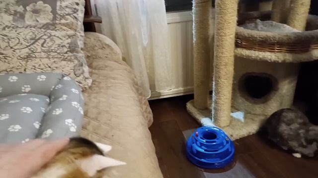 День стольника для КОШЕК МИХАЛЫЧА. 30-е декабря. смотреть онлайн