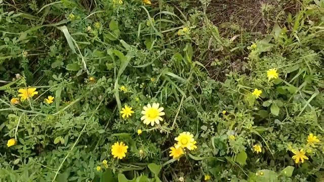 Весенние луга и поля. смотреть онлайн