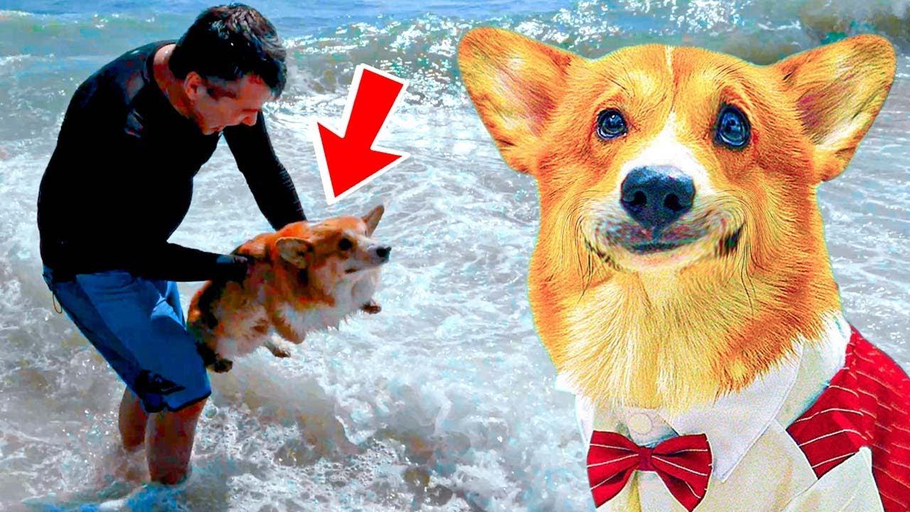 МЕНЯ ХОТЕЛИ УТОПИТЬ!! (Корги Коржик) Говорящая собака смотреть онлайн