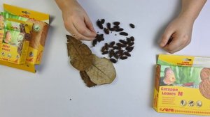 Зачем нужны листья и шишки в аквариуме?