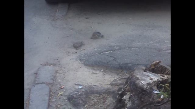 Funny Animals - Party For Everybody смотреть онлайн