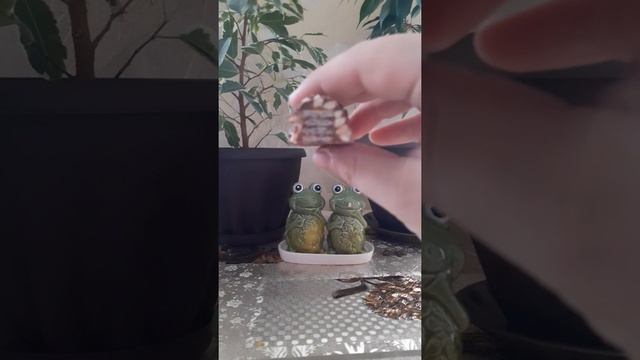 Обзор на батончик 'ZEBRA'