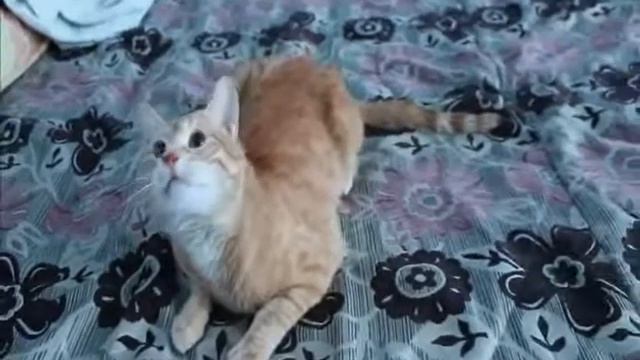 СУПЕР ПРИКОЛ!!! 2014 . смотреть онлайн