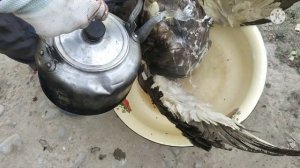 Индоутка Гошти    Мясо Индоутки    вид 18