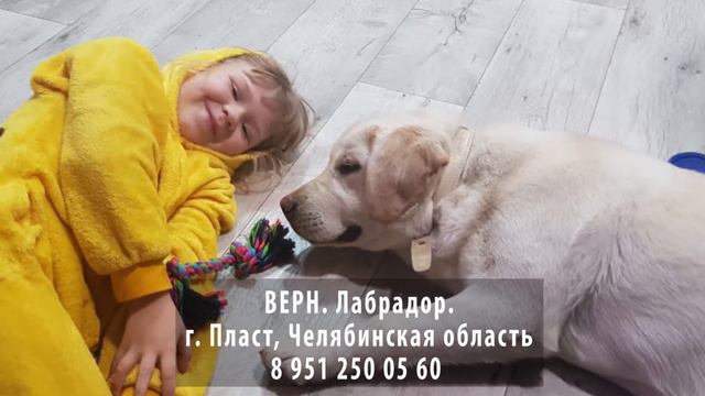 Пропала собака! Верн. Лабрадор. Пласт. Челябинская область смотреть онлайн