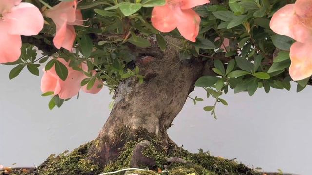 BONSAI 360º Rhododendron Indicum - Azalea 19824 - BONSAI GRANADA смотреть онлайн