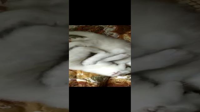 Веселое детство британской шиншиллы