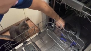 Первый запуск посудомоечной машины Weissgauff BDW 4138 D