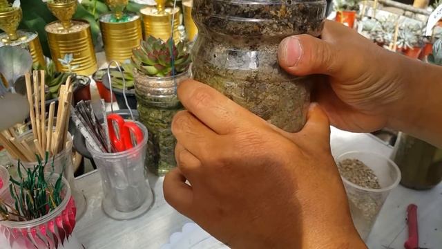 패트병에서 키우는 다육이 38종 관리하기 ; succulents ; suculentas ; 多肉植物 смотреть онлайн