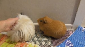 Коврик ПВХ для морских свинок Плюсы и минусы