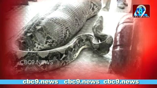 Anaconda Eats a Girl in India || Viral Video Python Eats a Man || Cbc9 смотреть онлайн