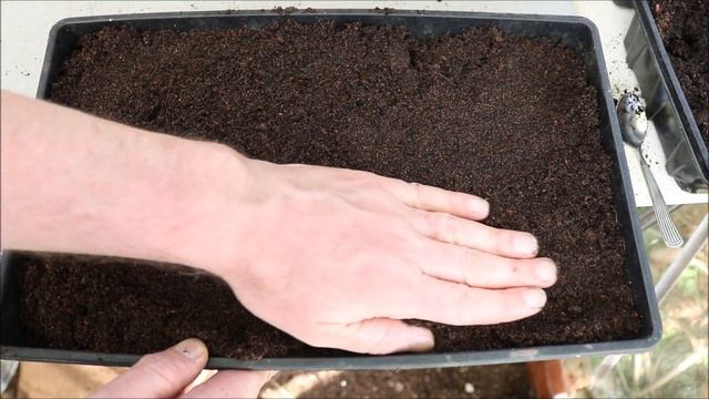 How to Grow Thyme from Seeds смотреть онлайн