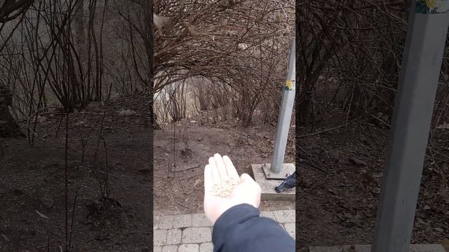 Кормление воробьёв с руки смотреть онлайн