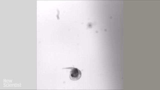 Sea butterfly 'flies' underwater like an insect in air смотреть онлайн