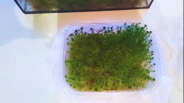 сравниваем, как за 1,5 месяца вырос живой мох сфагнум в домашних условиях смотреть онлайн