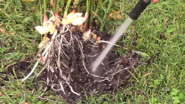 Growing Ginger In A Container - Container Ginger Growth And Harvest