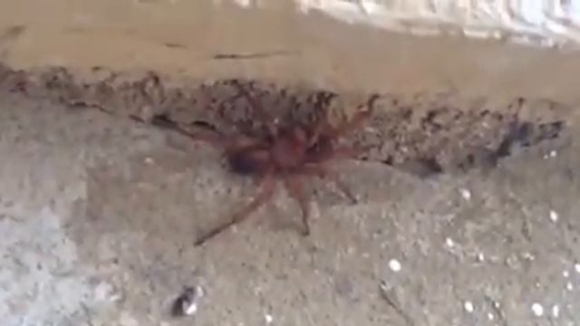 The brown recluse spider or violin spider Loxosceles reclusa смотреть онлайн