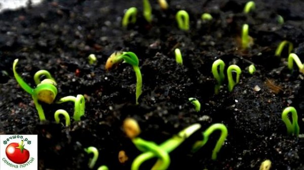 Правильный посев перца на рассаду!!