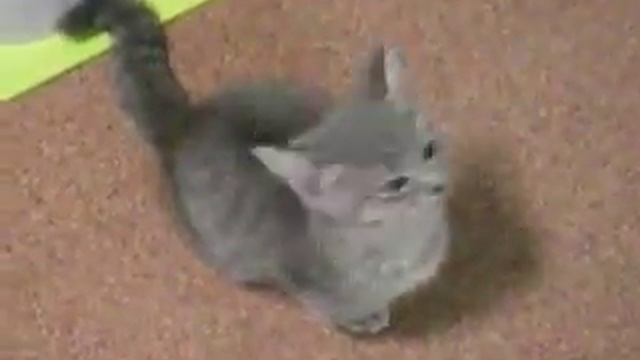 Кот просит есть очень оригинальным способом)) смотреть онлайн