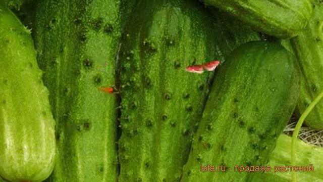Огурец обыкновенный Даша (dasha) ? обыкновенный огурец Даша обзор: как сажать, семена огурца Даша смотреть онлайн