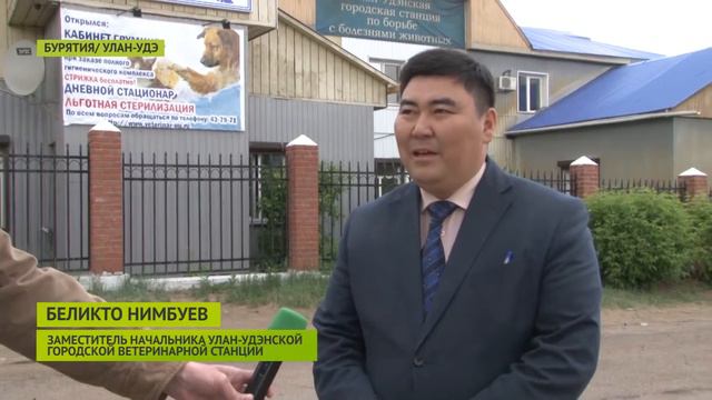 В Бурятии штрафовать за нечипированных собак начнут уже летом смотреть онлайн