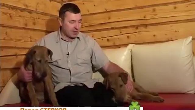 Британский белый котенок, british cat .AVI смотреть онлайн