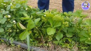 Сорт клубники МОНТЕРЕЙ у Александра (23-04-2018)