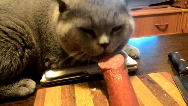 Котик любит колбасу смотреть онлайн