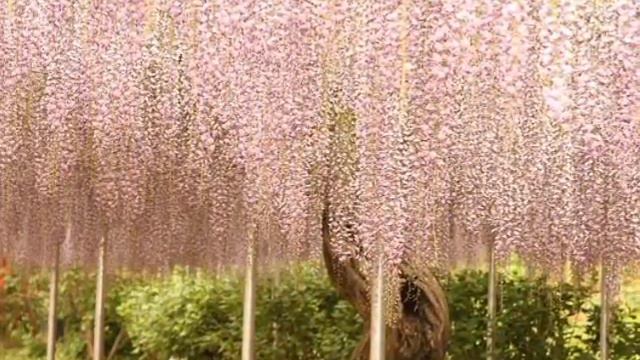 Парад глициний смотреть онлайн