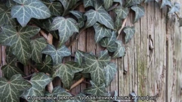 Описание дикого обыкновенного плюща — Hedera Helix