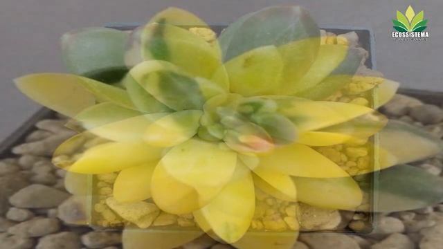 Pachyphytum compactum variegata смотреть онлайн