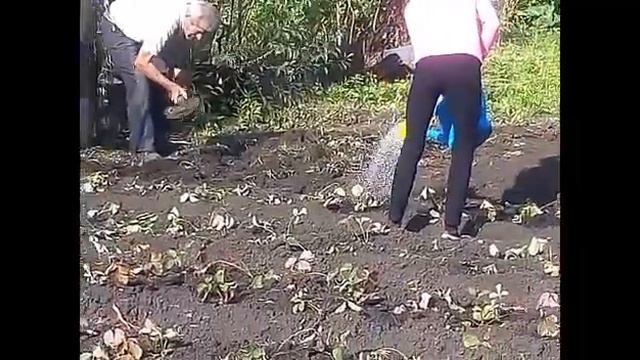 КАК ПРАВИЛЬНО С ДЕРЕВА СОБРАТЬ ГРУШИ смотреть онлайн