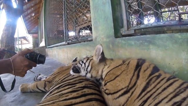 Королевство тигров. Tiger kingdom смотреть онлайн