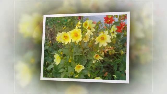 Осенний парад георгинов смотреть онлайн