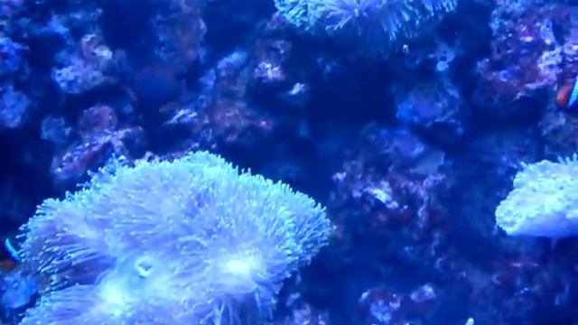 Живые водоросли смотреть онлайн