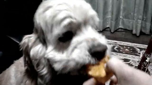 a special favorite food of bappo смотреть онлайн