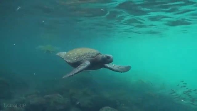 Эквадор - Ecuador. Обзор: популярные достопримечательности, города, природа, животный мир смотреть онлайн