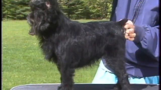 Affenpinscher - アーフェンピンシャー - AKC Dog breed series смотреть онлайн