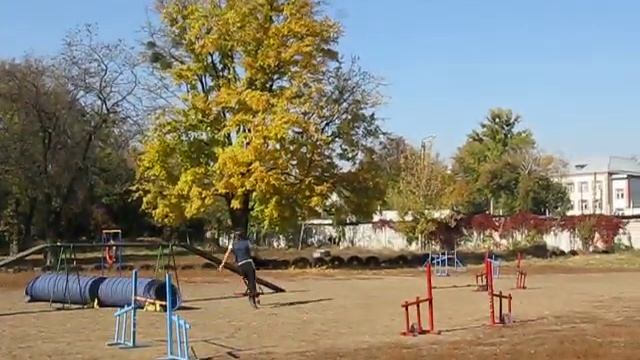 Рик тренировка 12.10.14. Трасса аджилити смотреть онлайн