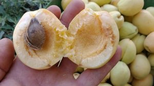 Ананасный абрикос Шалах. Плодоношение 2022.