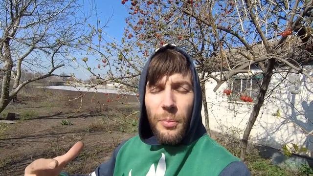 Как бороться с омелой. Уничтожаем паразита плодовых деревьев! смотреть онлайн