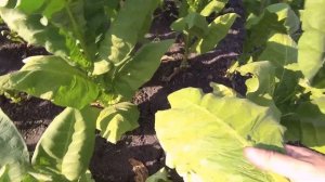 первая ломка табака сорта гавана,первая ломка табака сорта гавана зет 992,сорт гавана,25 07 2021