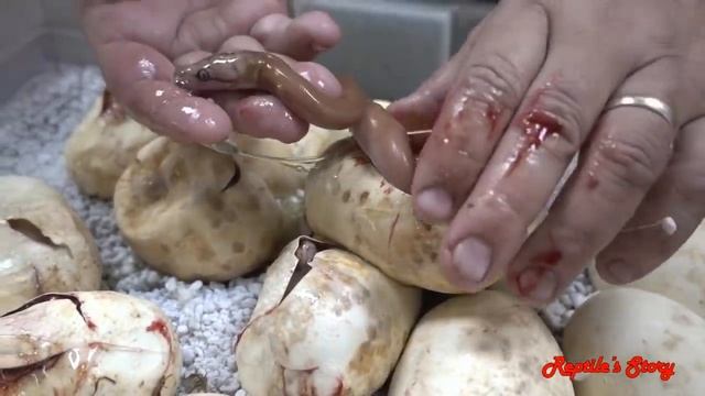 Ball Python laying eggs and baby python hatching from eggs time lapse смотреть онлайн